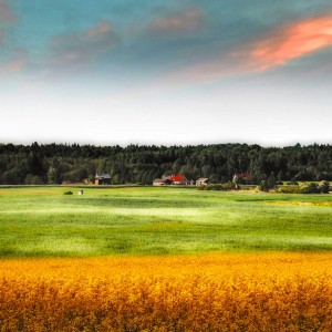 Pola i rzepak